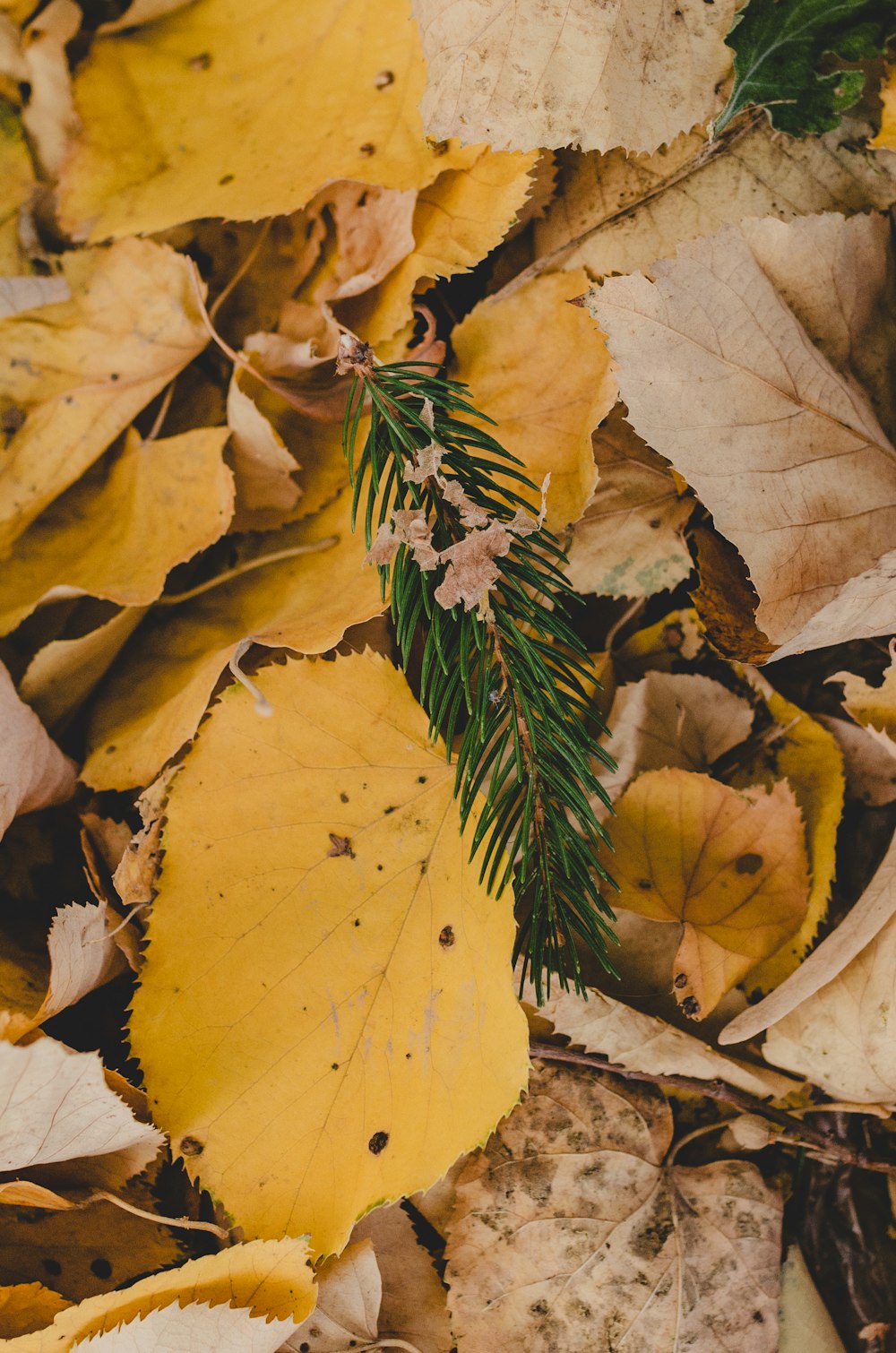 a yellow leaf laying on top of a pile of leaves