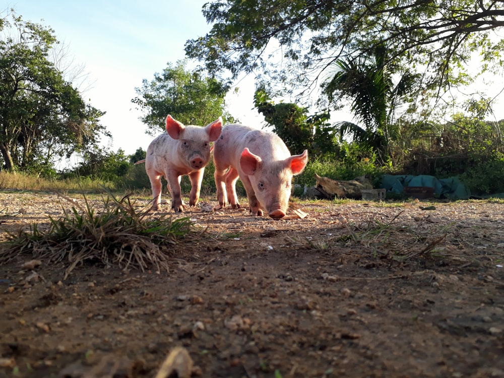 a couple of pigs standing on top of a dirt field