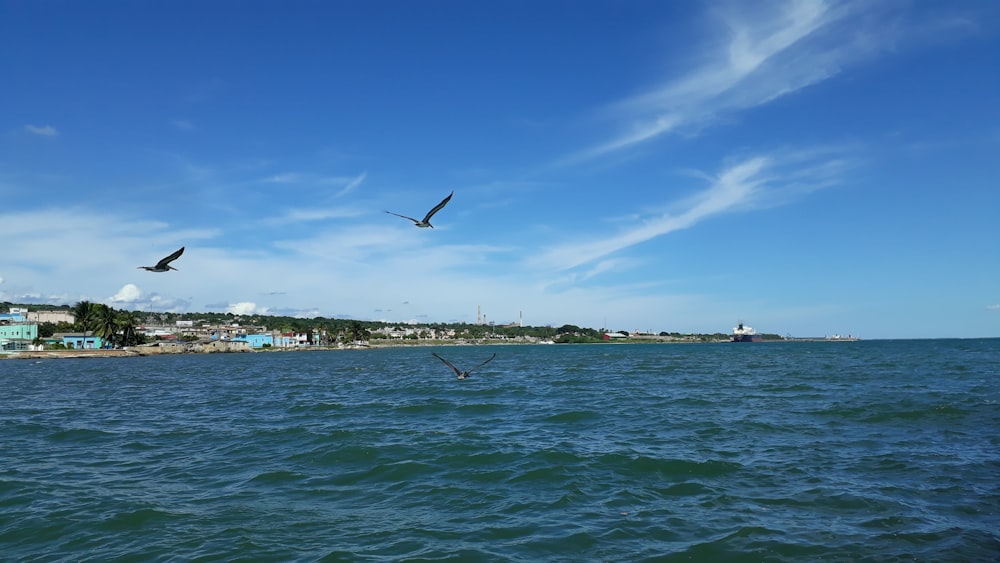 a couple of birds flying over a body of water