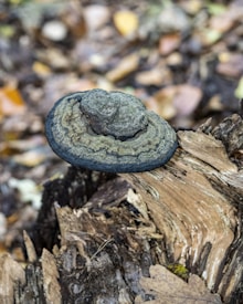 A close-up view of a bracket fungus growing on a piece of decaying wood. The fungus has concentric rings of dark and light brown shades, with a rough and textured surface. Surrounding the fungus, the background is blurred with earthy tones and scattered leaves, enhancing the natural woodland setting.