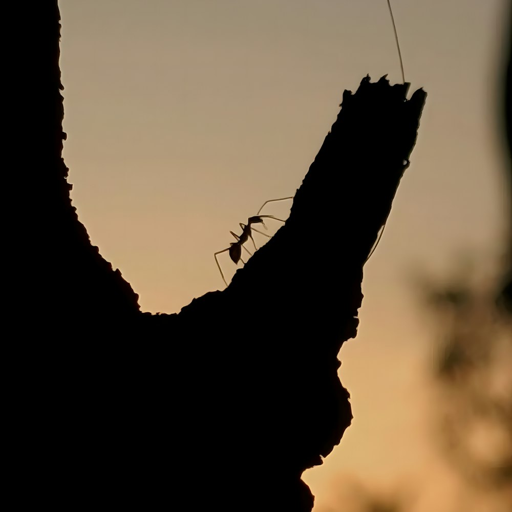 a small insect sitting on top of a tree branch