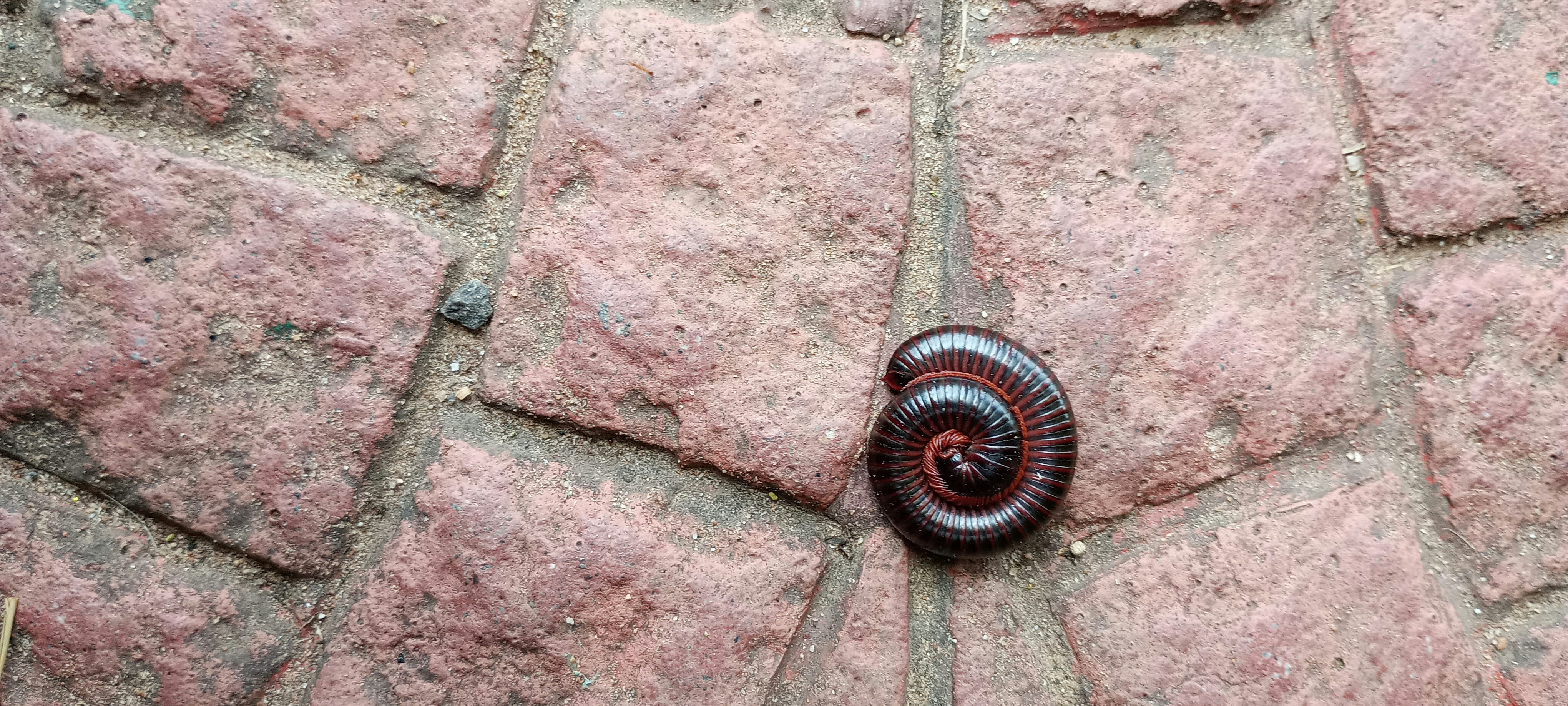 A black and brown millipele crawling on a brick walkway photo – Free ...