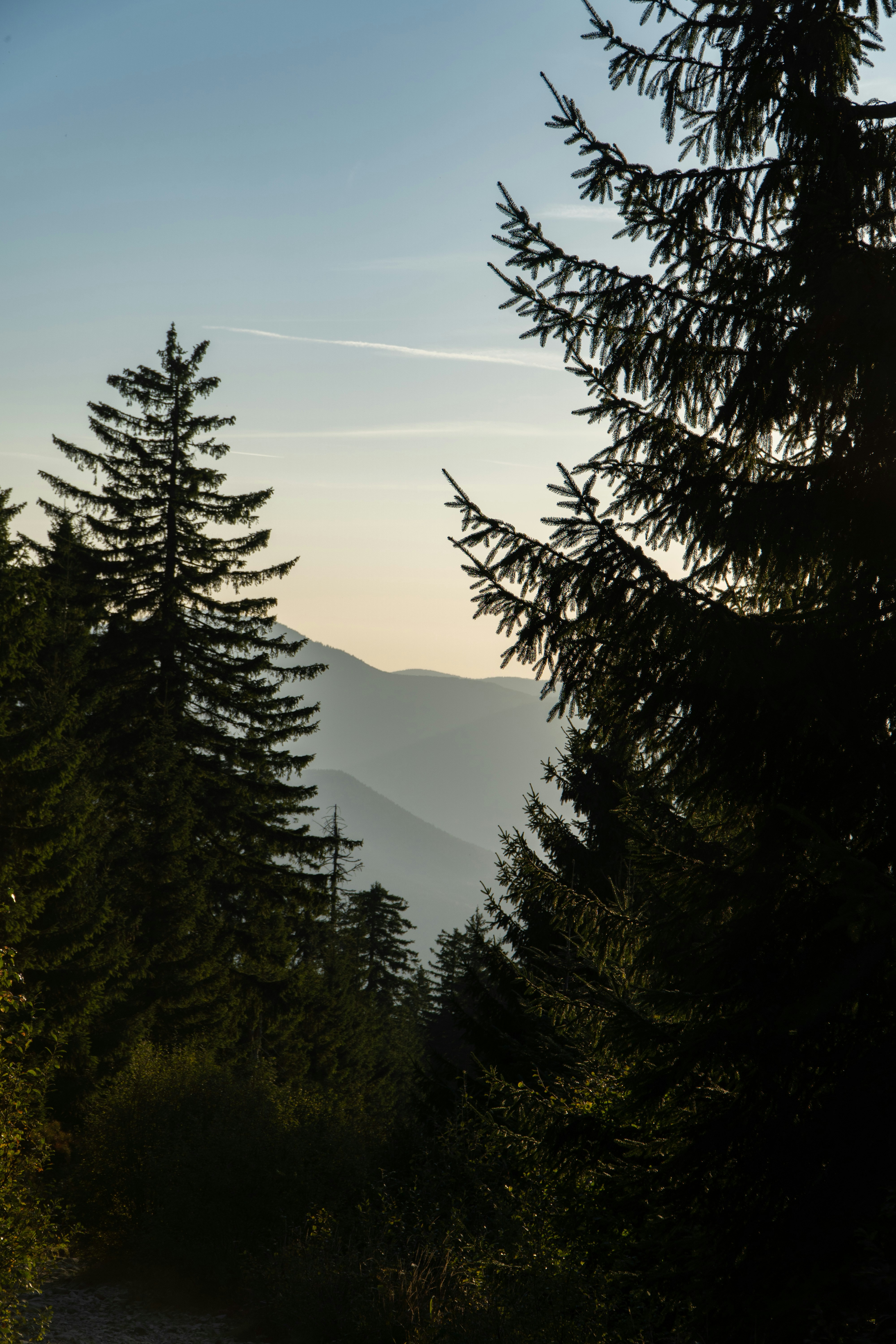 Mindful Living Guide