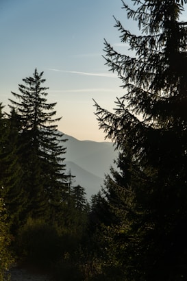 A serene forest scene with towering evergreen trees silhouetted against a gentle sunset or sunrise. The background reveals misty mountain ranges with a soft gradient from dark to light as the sky brightens. The path in the foreground is surrounded by rich green foliage.