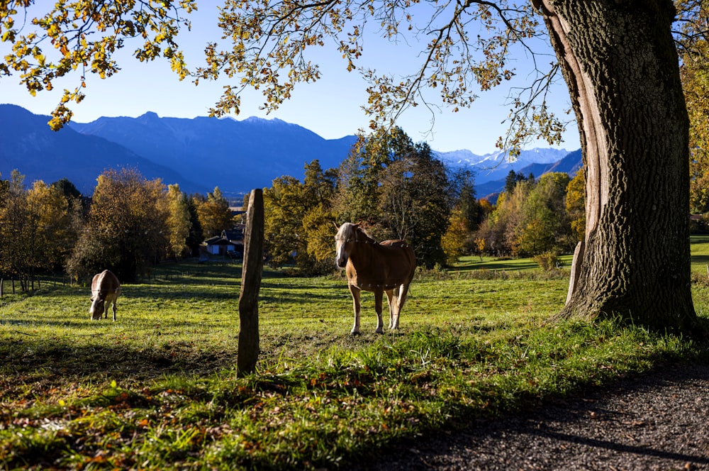 un cavallo in piedi in un campo accanto a un albero