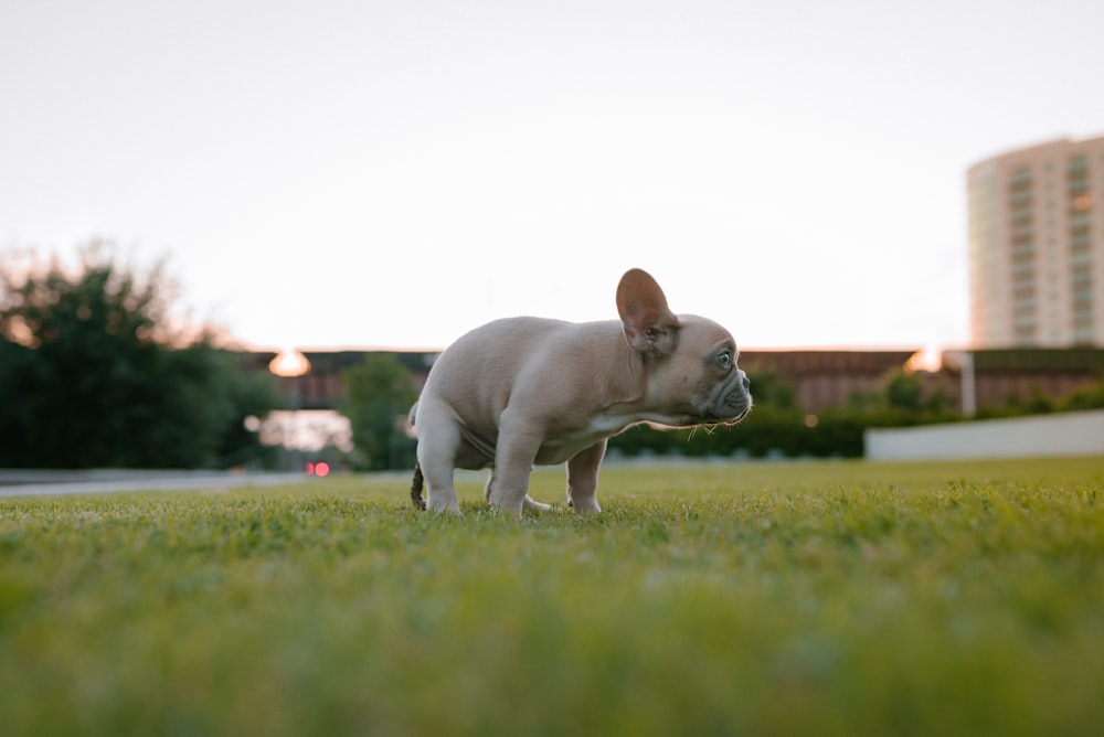 青々とした緑の野原の上に立つ小さな白い犬