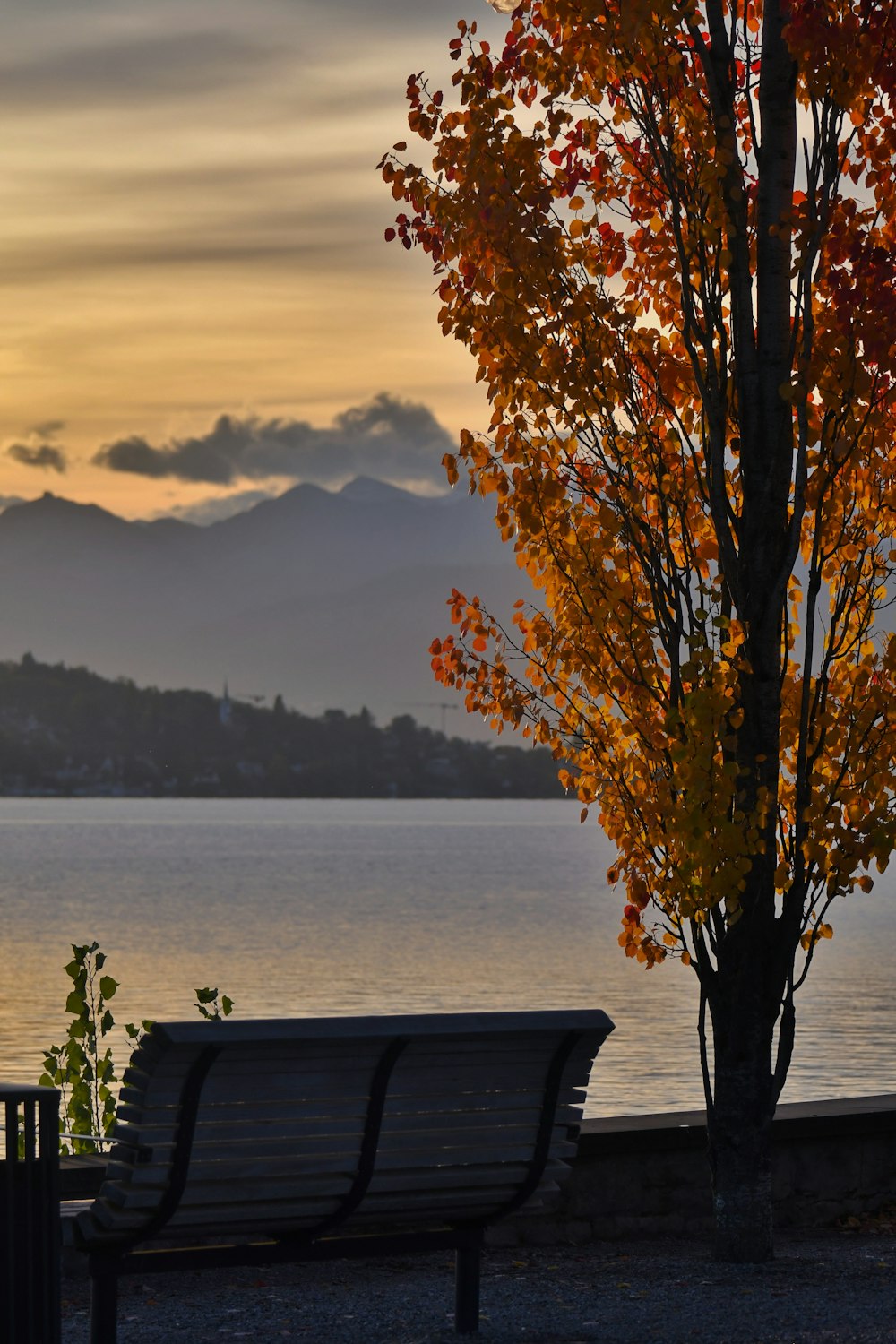 a bench sitting next to a tree near a body of water