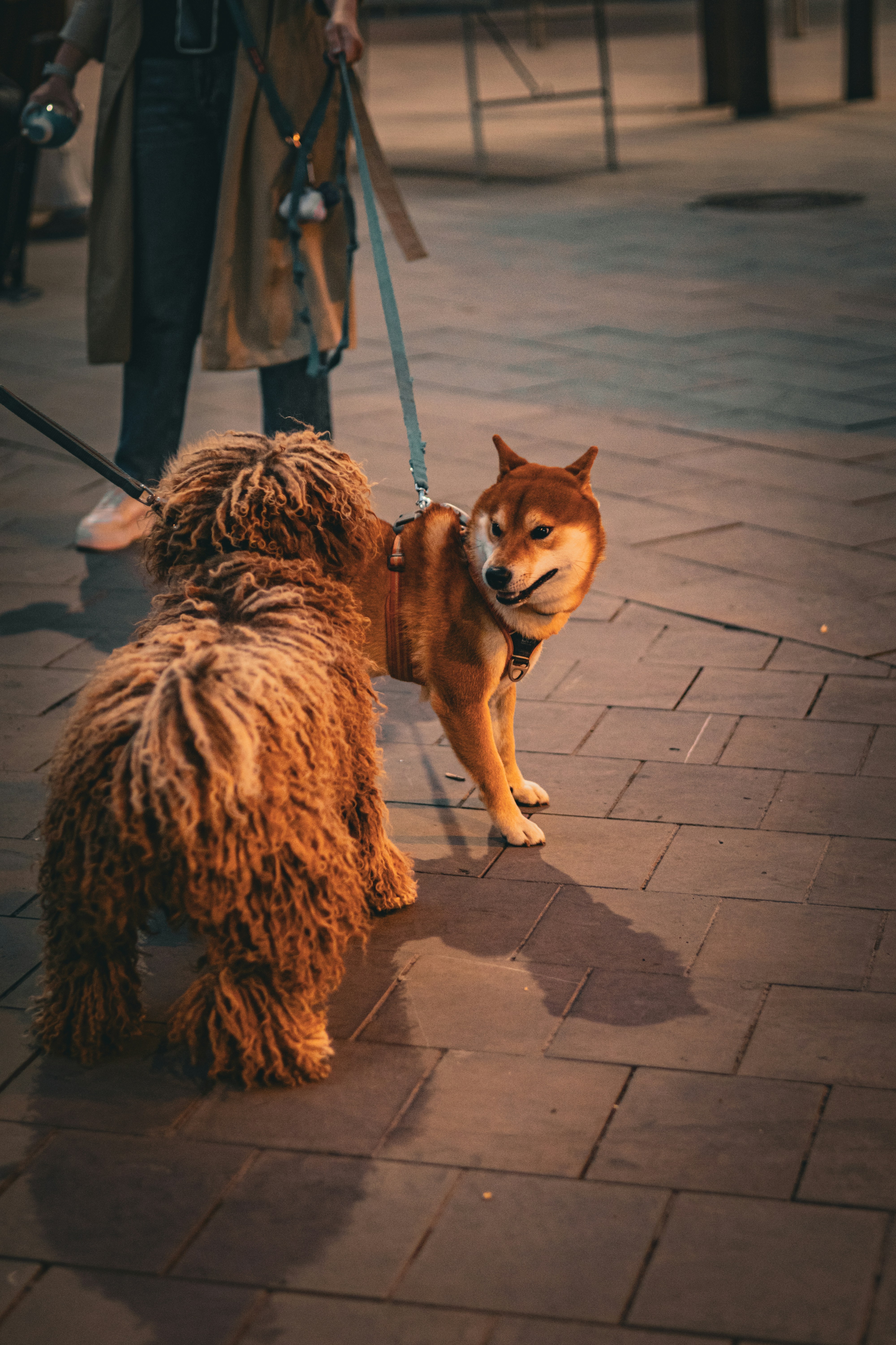 When meeting new people, how does your dog behave?