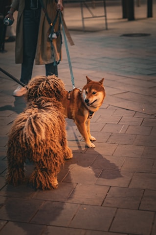 a dog on a leash being walked by a person