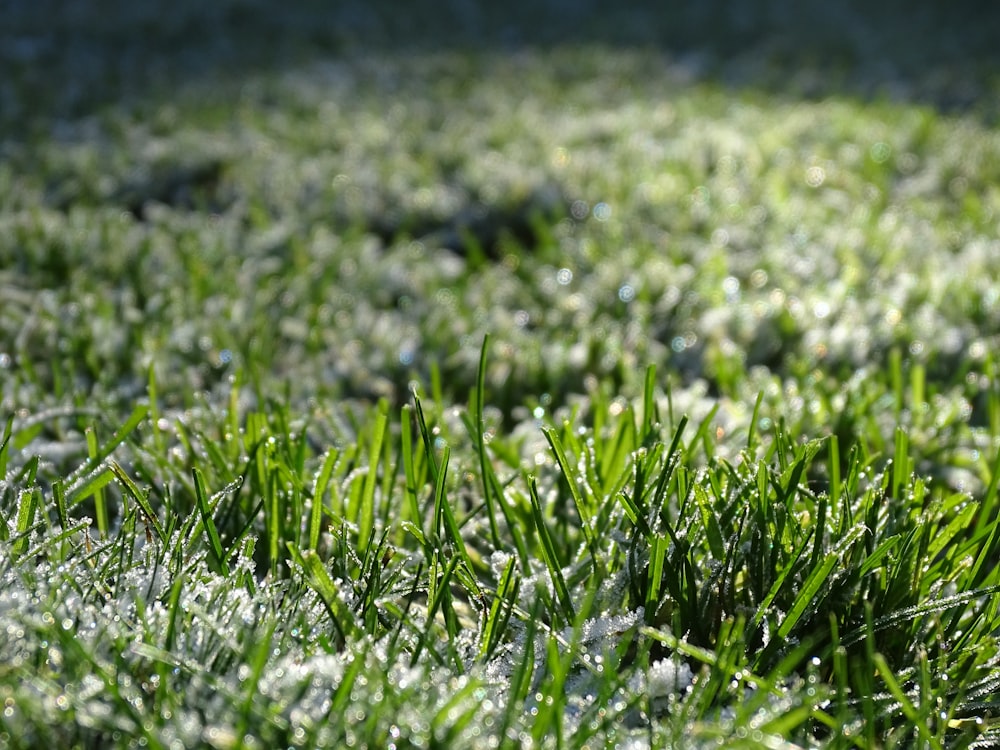 a close up of a green grass covered in frost