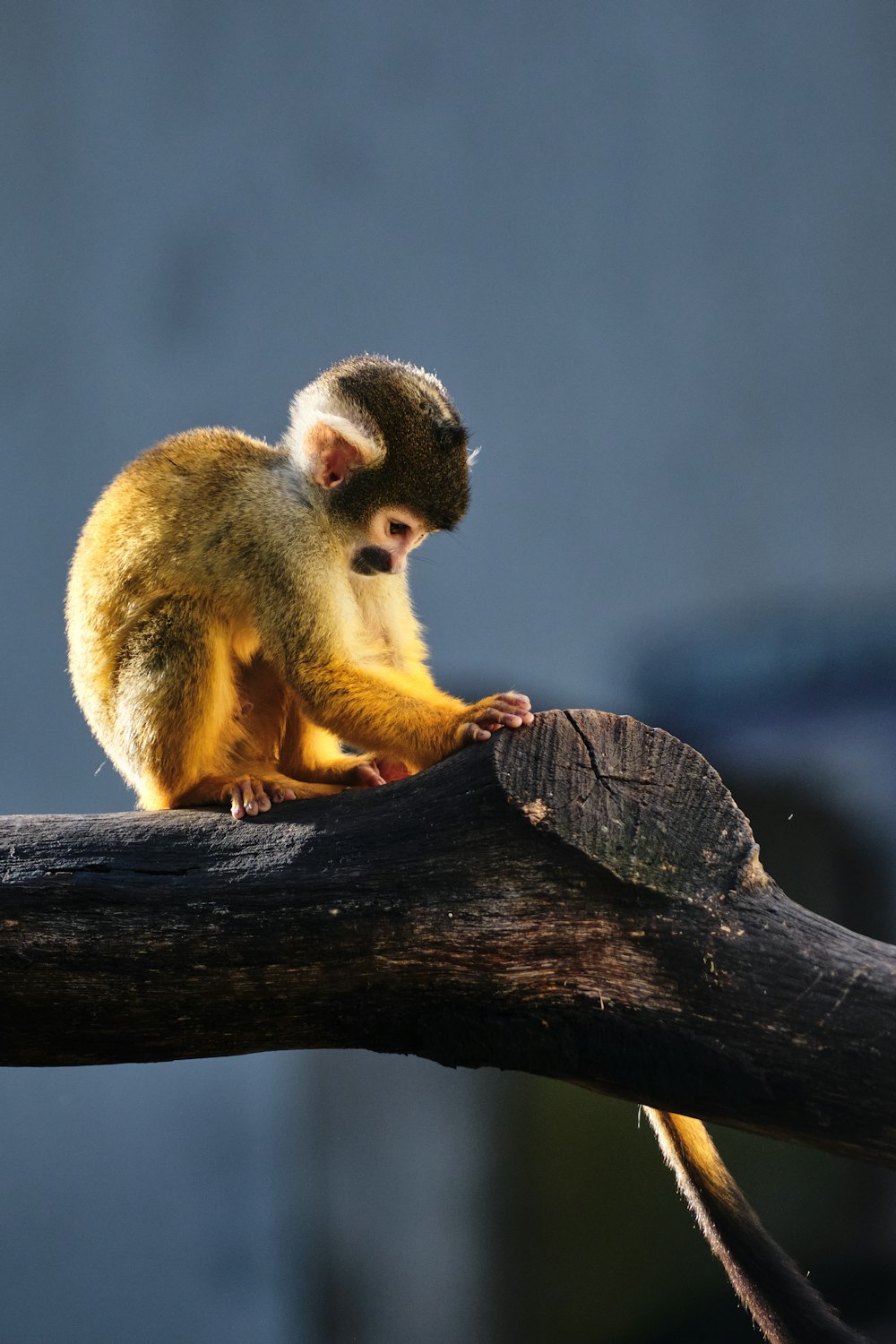 a small monkey sitting on top of a tree branch