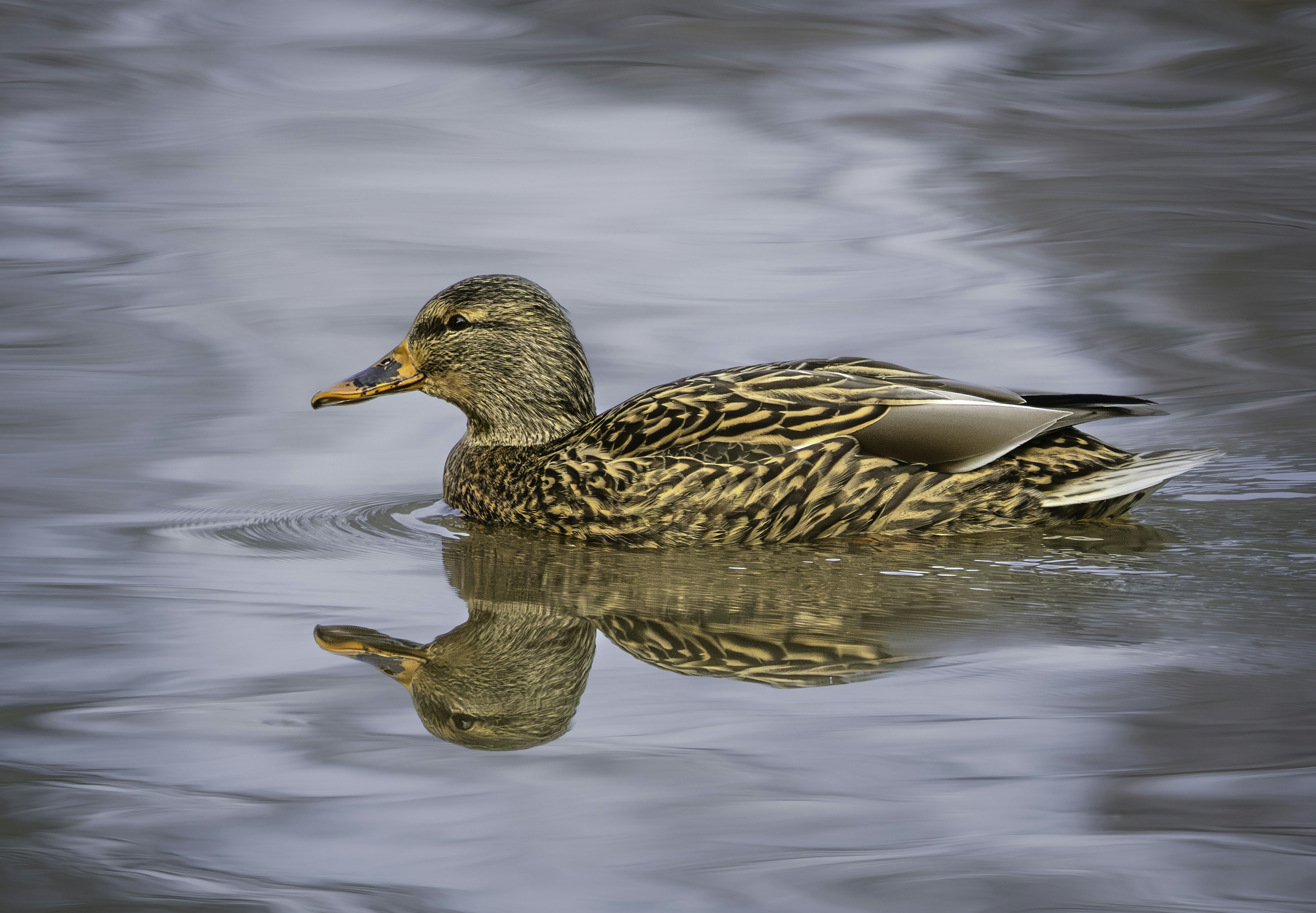 Photo by sailorgreg123