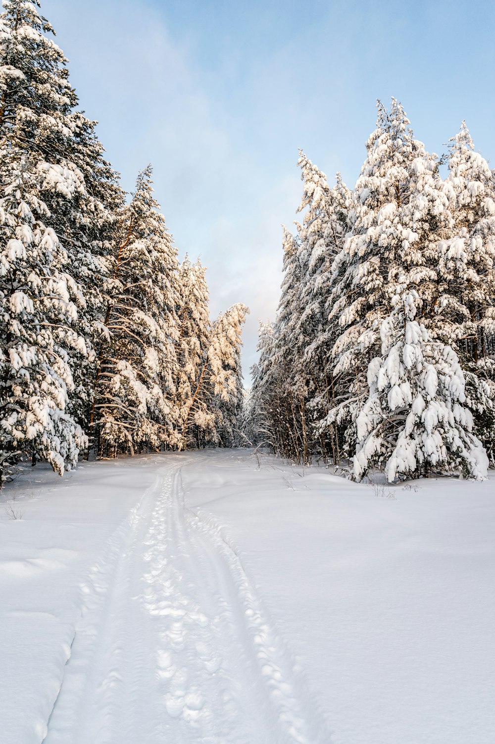 a path through a snow covered forest lined with trees