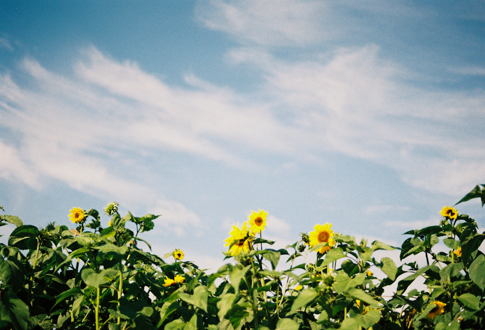 un campo di girasoli con un cielo azzurro sullo sfondo