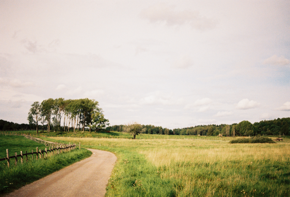 a dirt road running through a lush green field