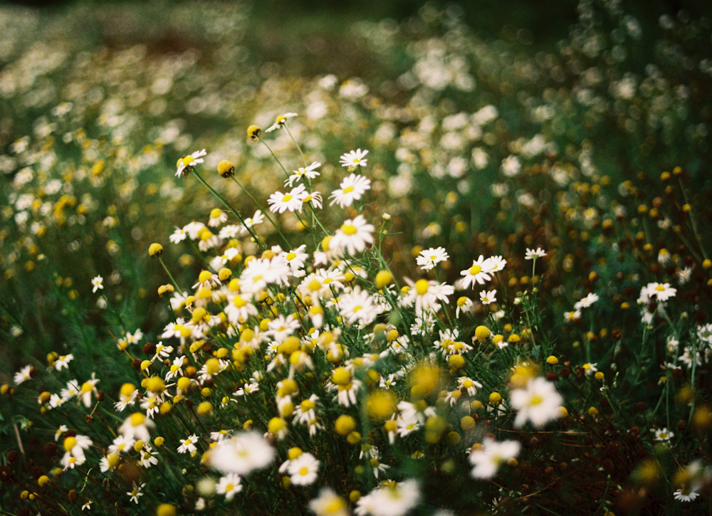 흰색과 노란색 꽃이 만발한 들판