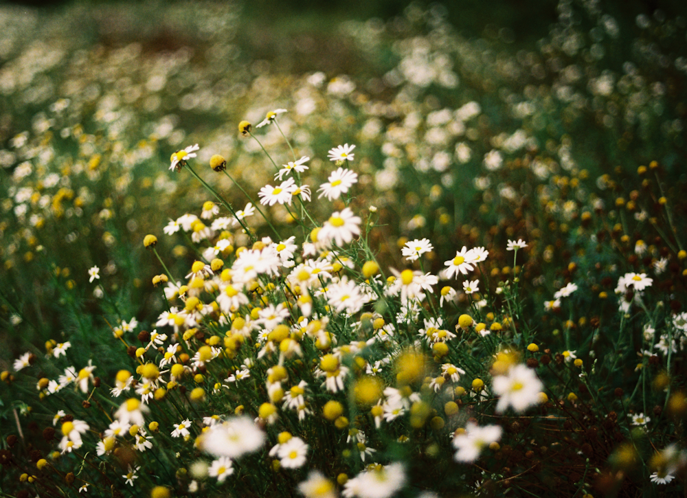 a field full of white and yellow flowers