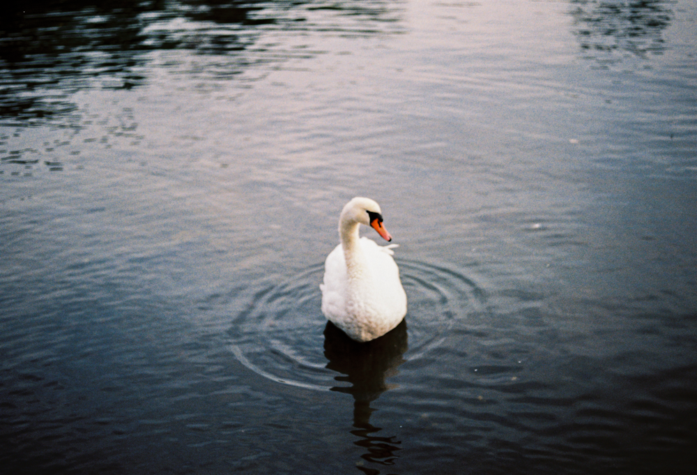 a white duck floating on top of a body of water