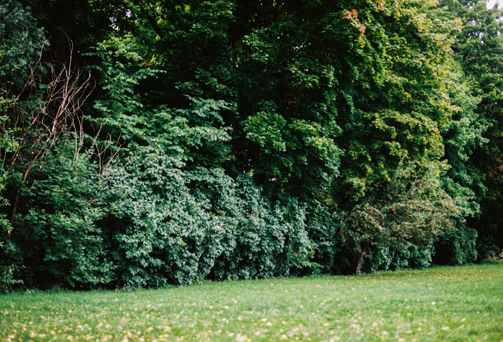 a lush green forest filled with lots of trees