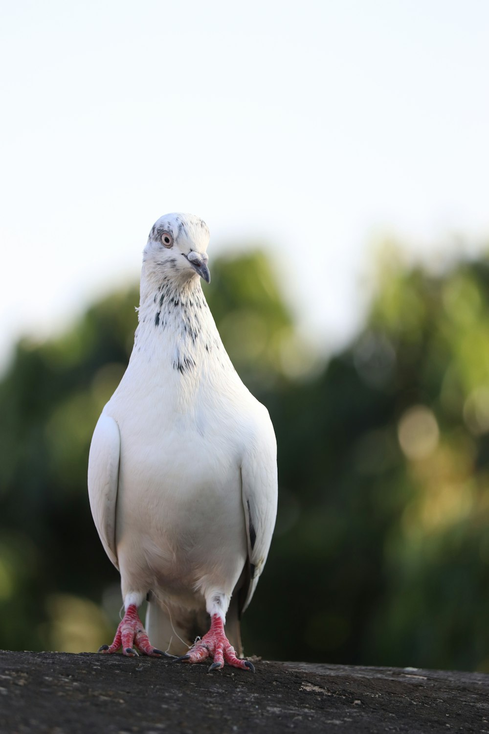 a close up of a pigeon on a roof