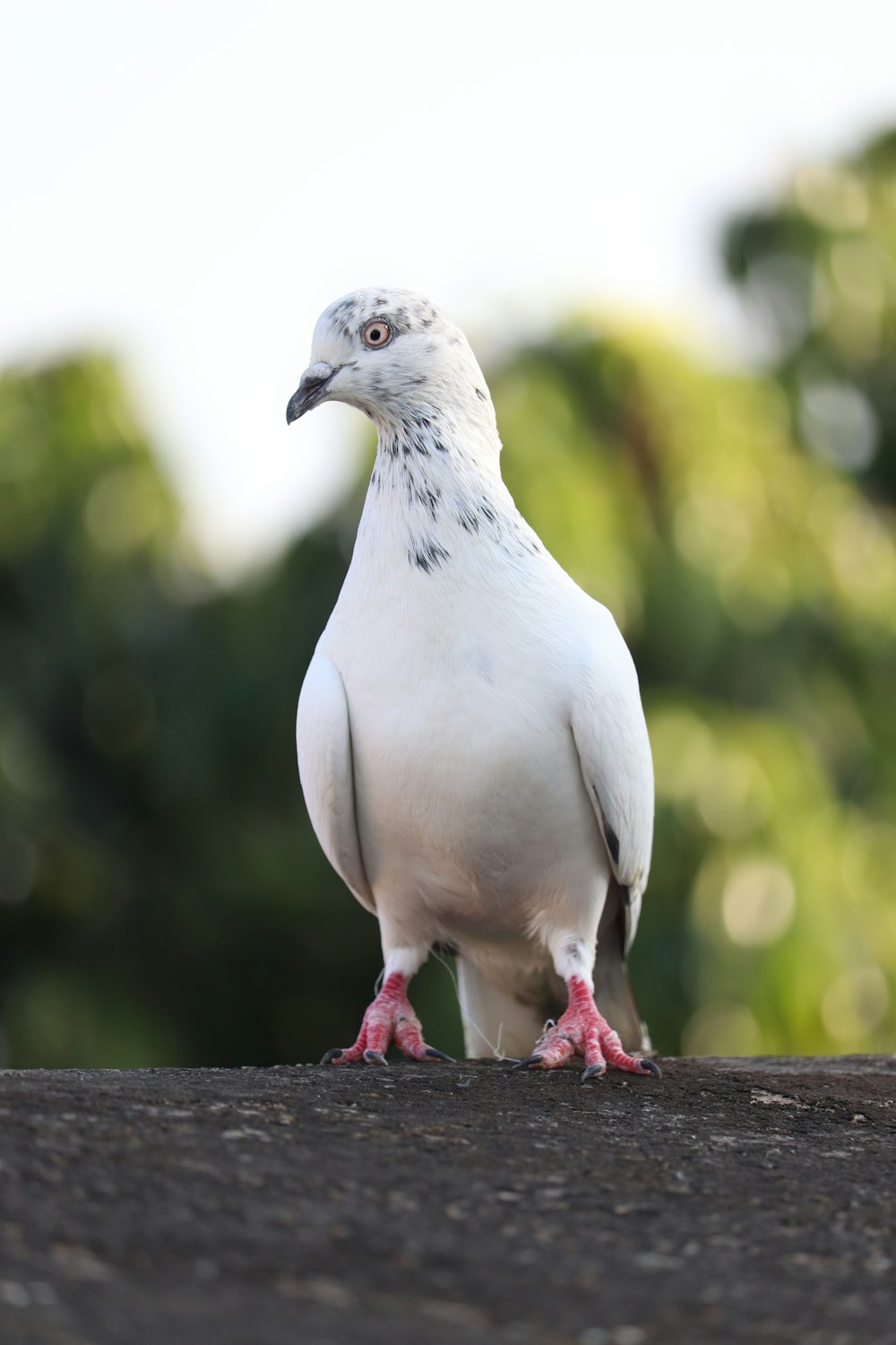 a white bird standing on top of a roof