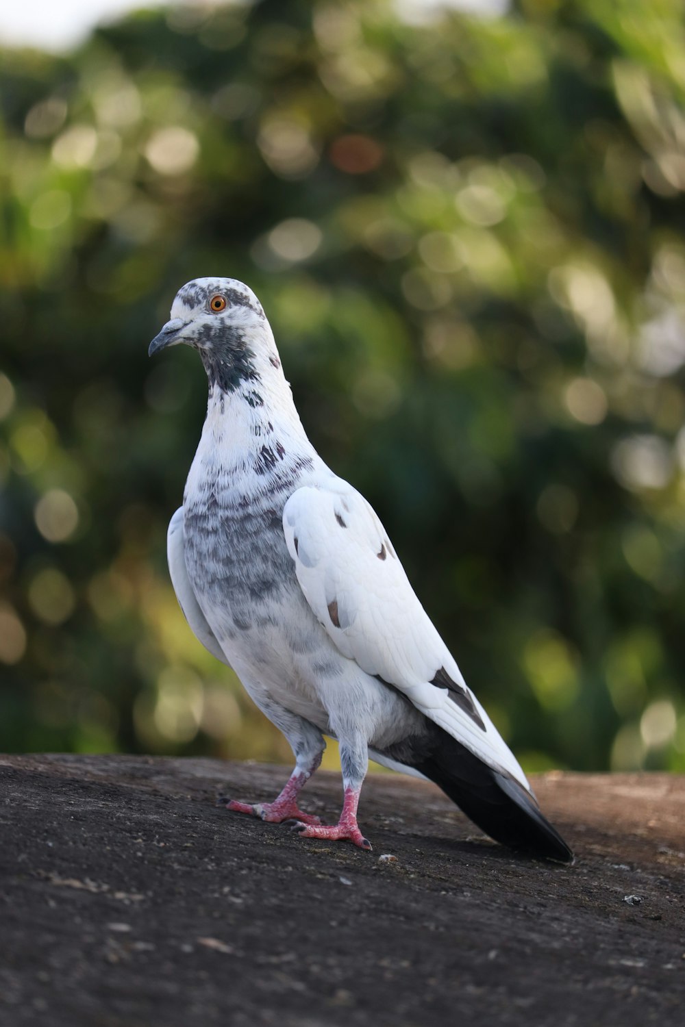 a white and black bird is standing on a ledge