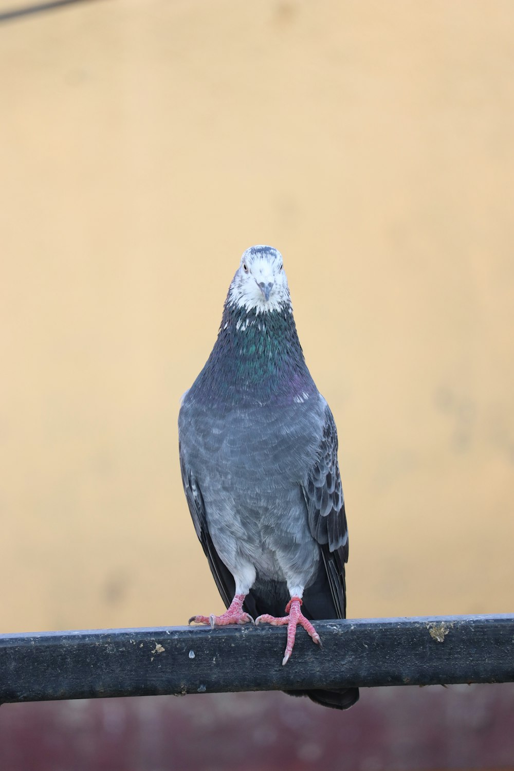a pigeon is perched on a metal rail
