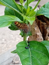 A patterned caterpillar with thin, hair-like projections is resting on a green leaf of a plant. Below the caterpillar, there are several small black droppings on another leaf. The background includes a wooden stem or branch and blurred outdoor elements.