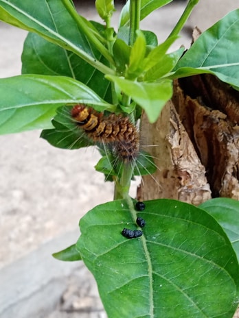 A patterned caterpillar with thin, hair-like projections is resting on a green leaf of a plant. Below the caterpillar, there are several small black droppings on another leaf. The background includes a wooden stem or branch and blurred outdoor elements.