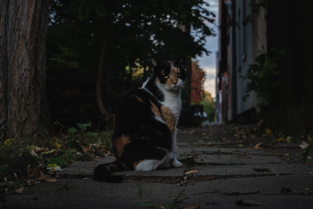 a calico cat sitting on a sidewalk next to a tree