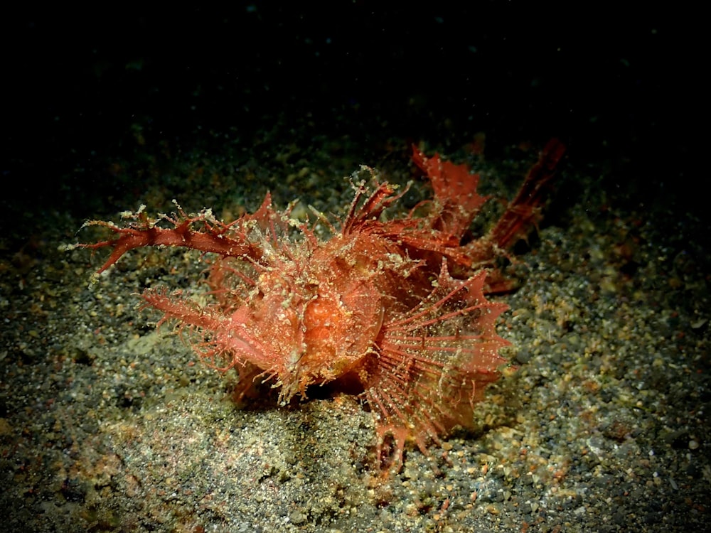 a close up of a sea animal on a beach