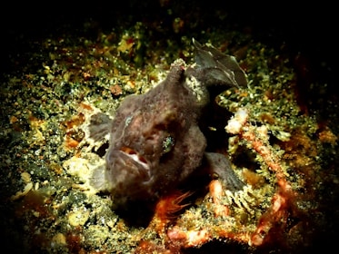 A camouflaged fish lies on a sandy and rocky seabed, blending in with the surroundings. Its textured, mottled skin mirrors the colors of the ocean floor, with small protrusions and irregular patterns. The environment features a mixture of dark sand, small stones, and marine debris.