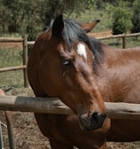 Three-year-old horse standing proudly beside a rustic wooden fence.