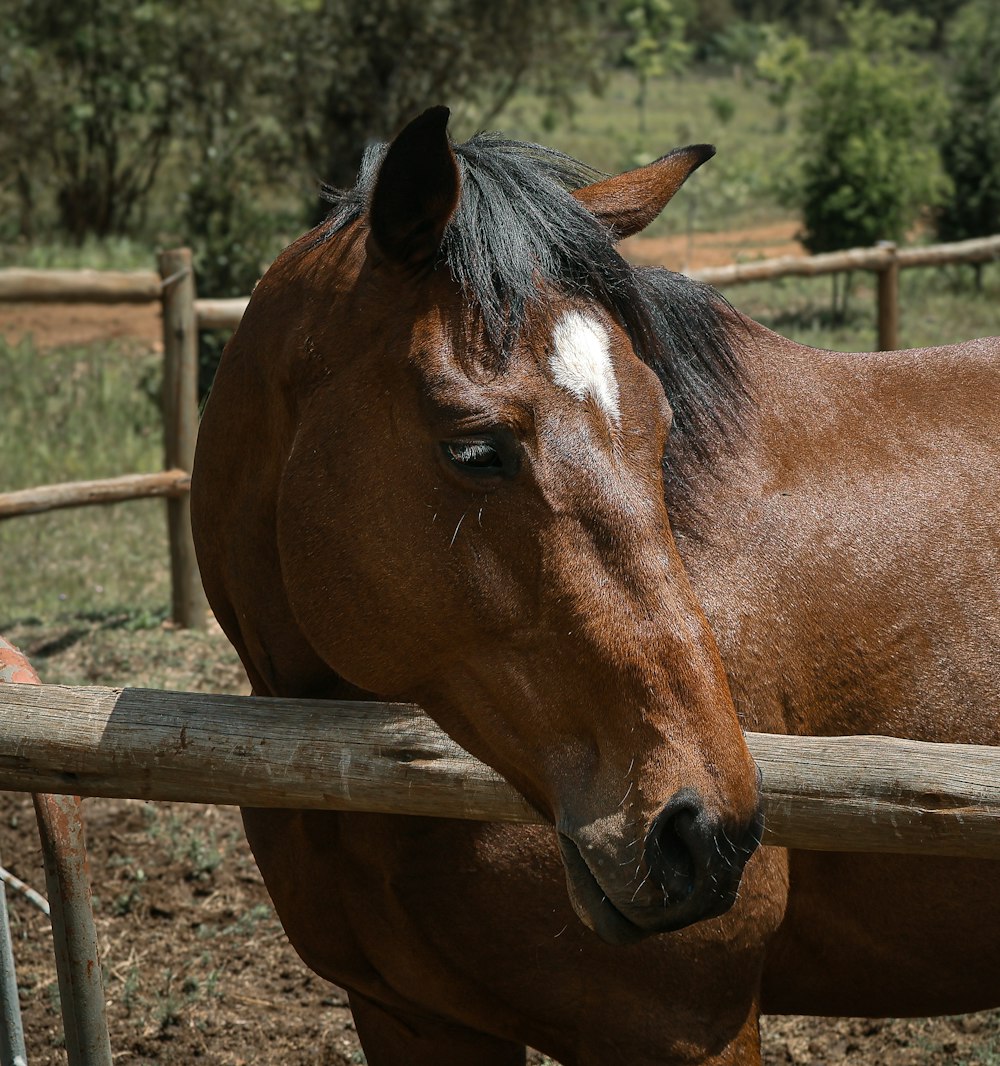 a brown horse standing next to a wooden fence