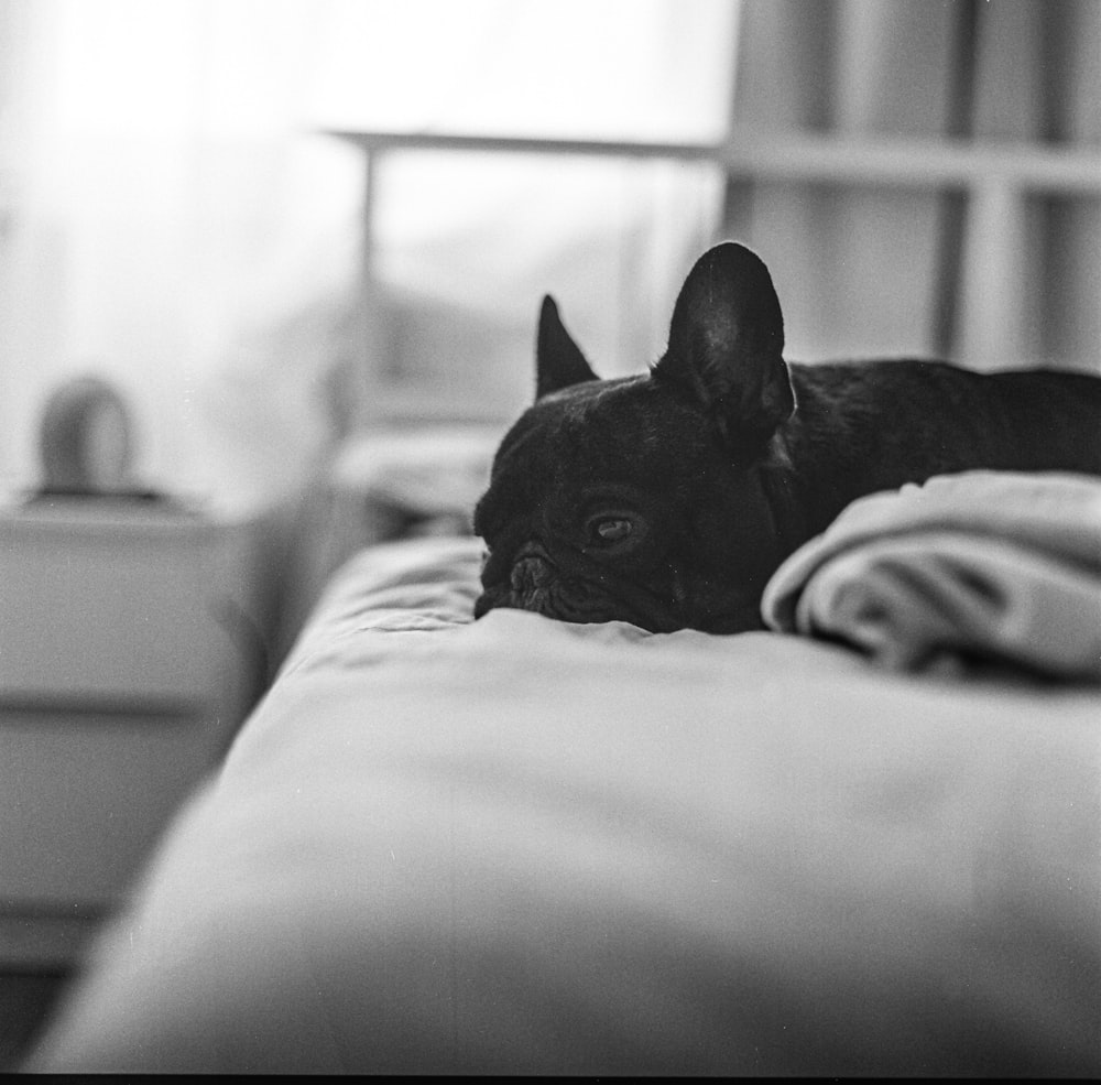 a small black dog laying on a bed