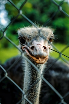 An ostrich looks directly into the camera with its face pressed against a chain-link fence. The background is blurred, showing a natural green setting, which contrasts with the sharp detail of the ostrich's features.