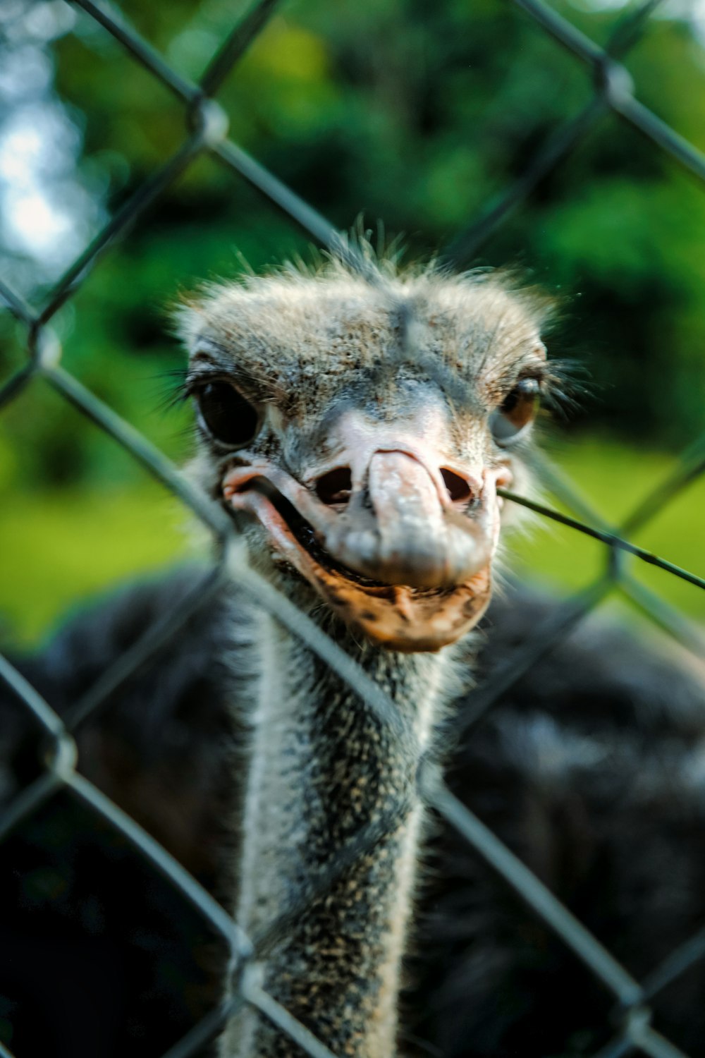 a close up of an ostrich behind a fence