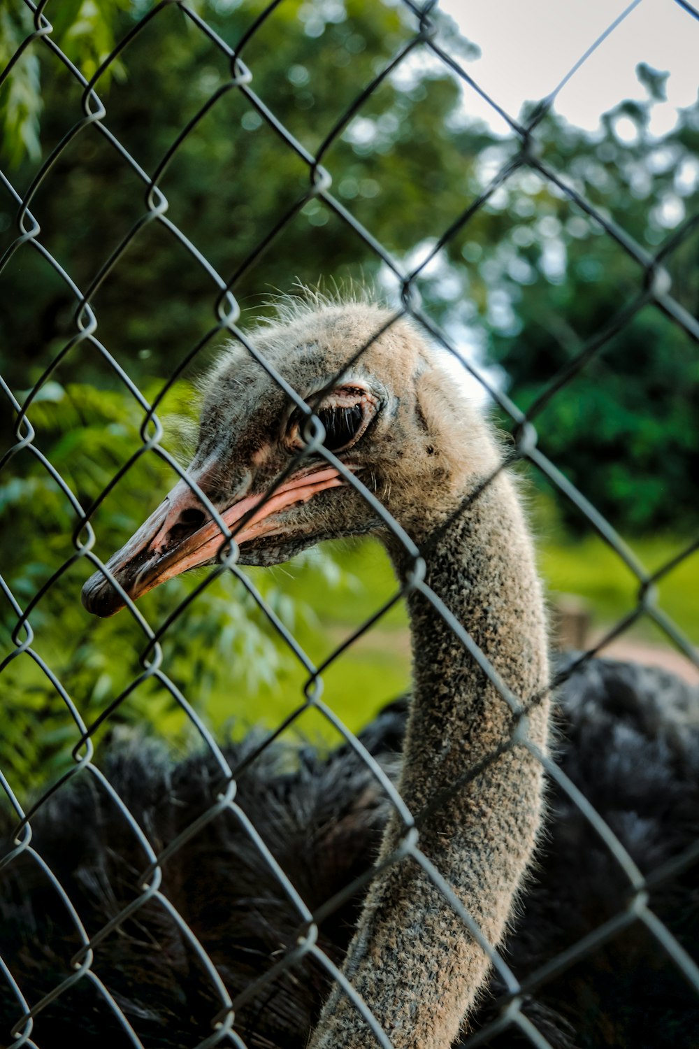 an ostrich looks through a chain link fence
