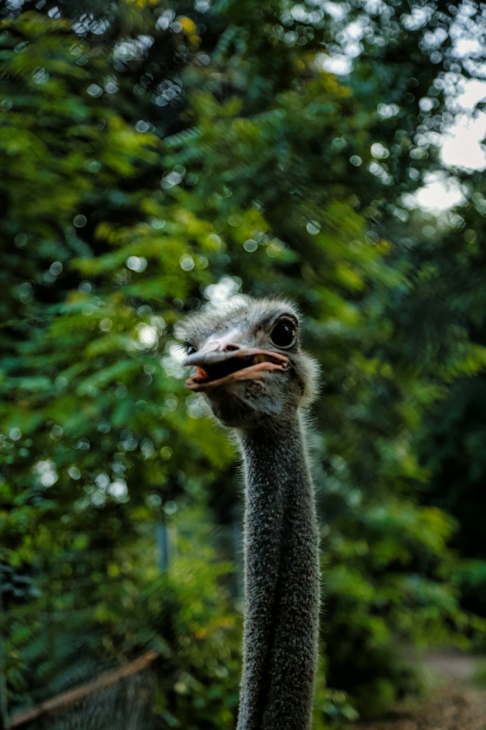 an ostrich standing in front of a forest