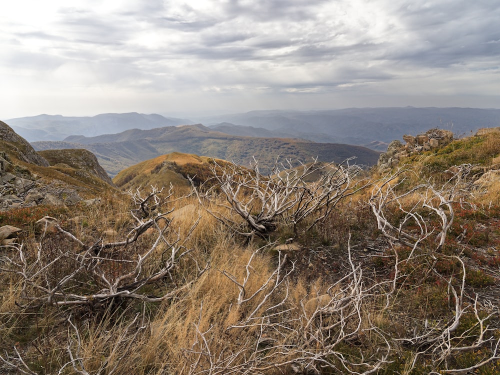 a view of a mountain range with a dead tree in the foreground