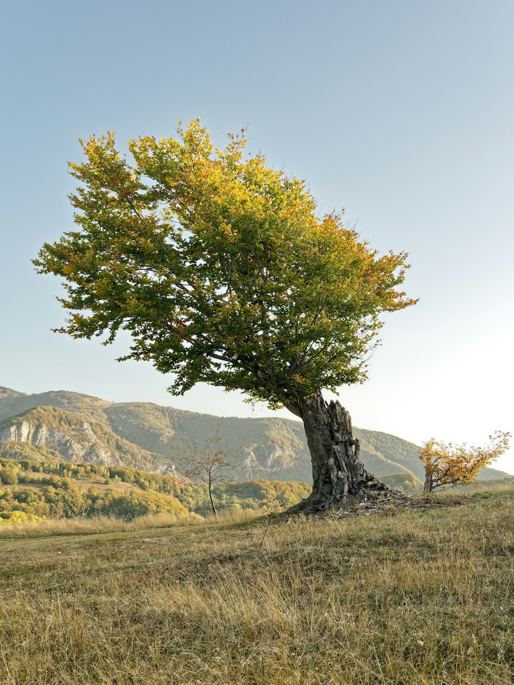 a tree in a field with mountains in the background