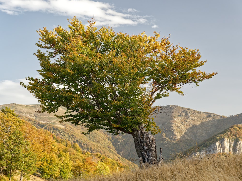 a lone tree in a field with mountains in the background