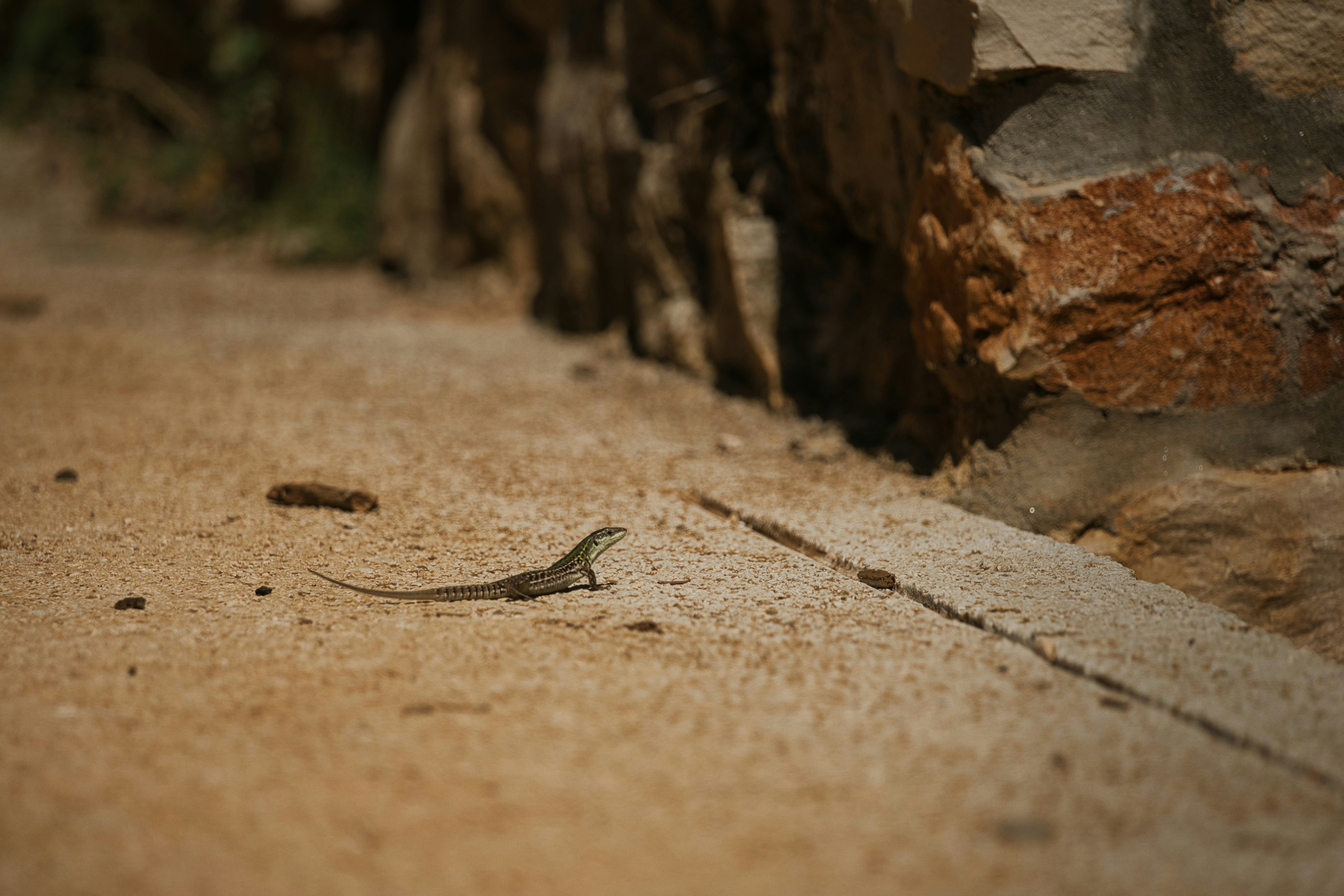 The Mourning Gecko: Social Butterfly (image credits: unsplash)