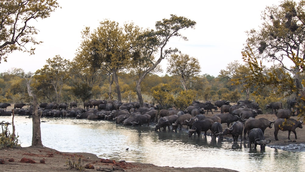 a herd of elephants drinking water from a river