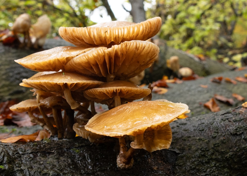 a group of mushrooms sitting on top of a tree branch