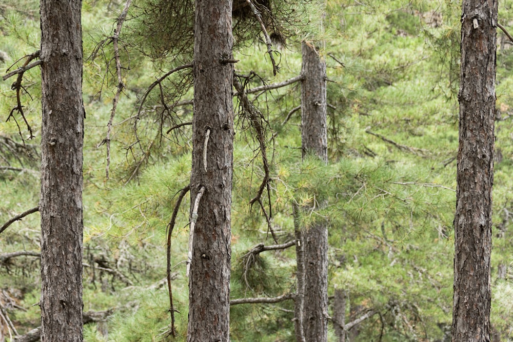 a black bear in a forest with lots of trees