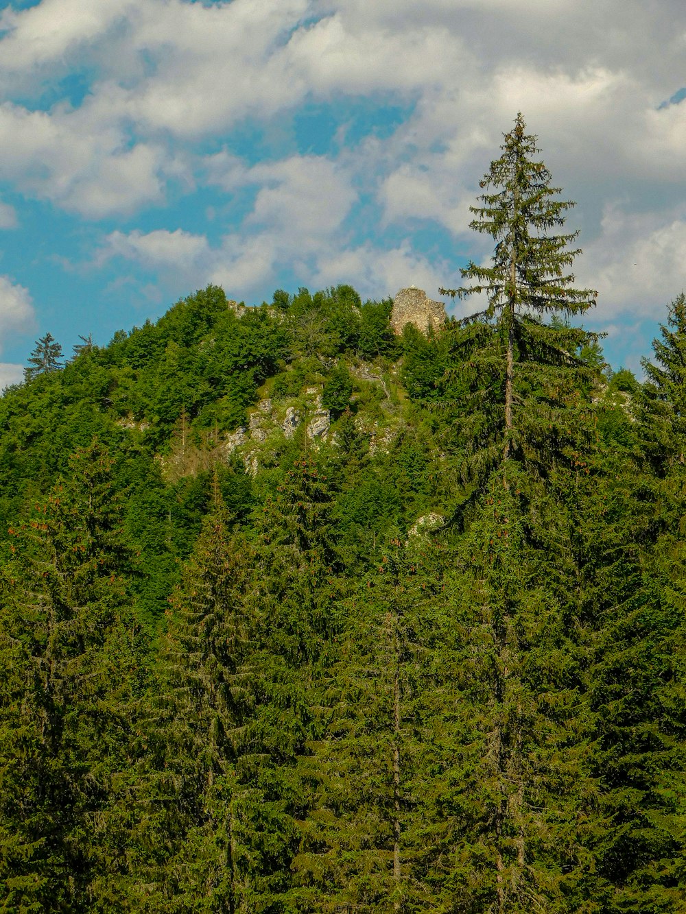 a forest with a mountain in the background