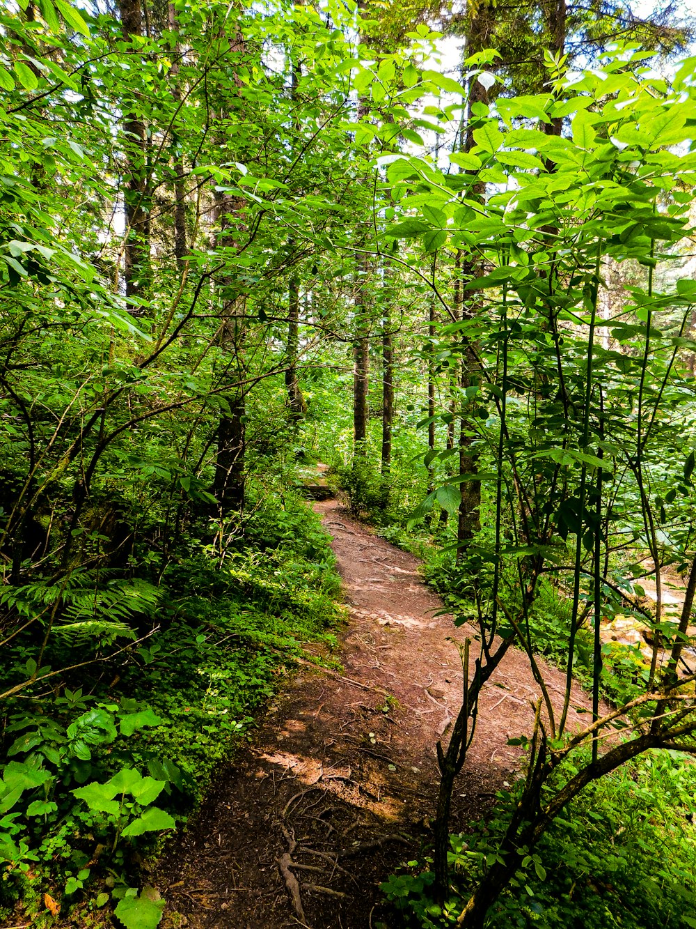 a trail in the woods with lots of trees