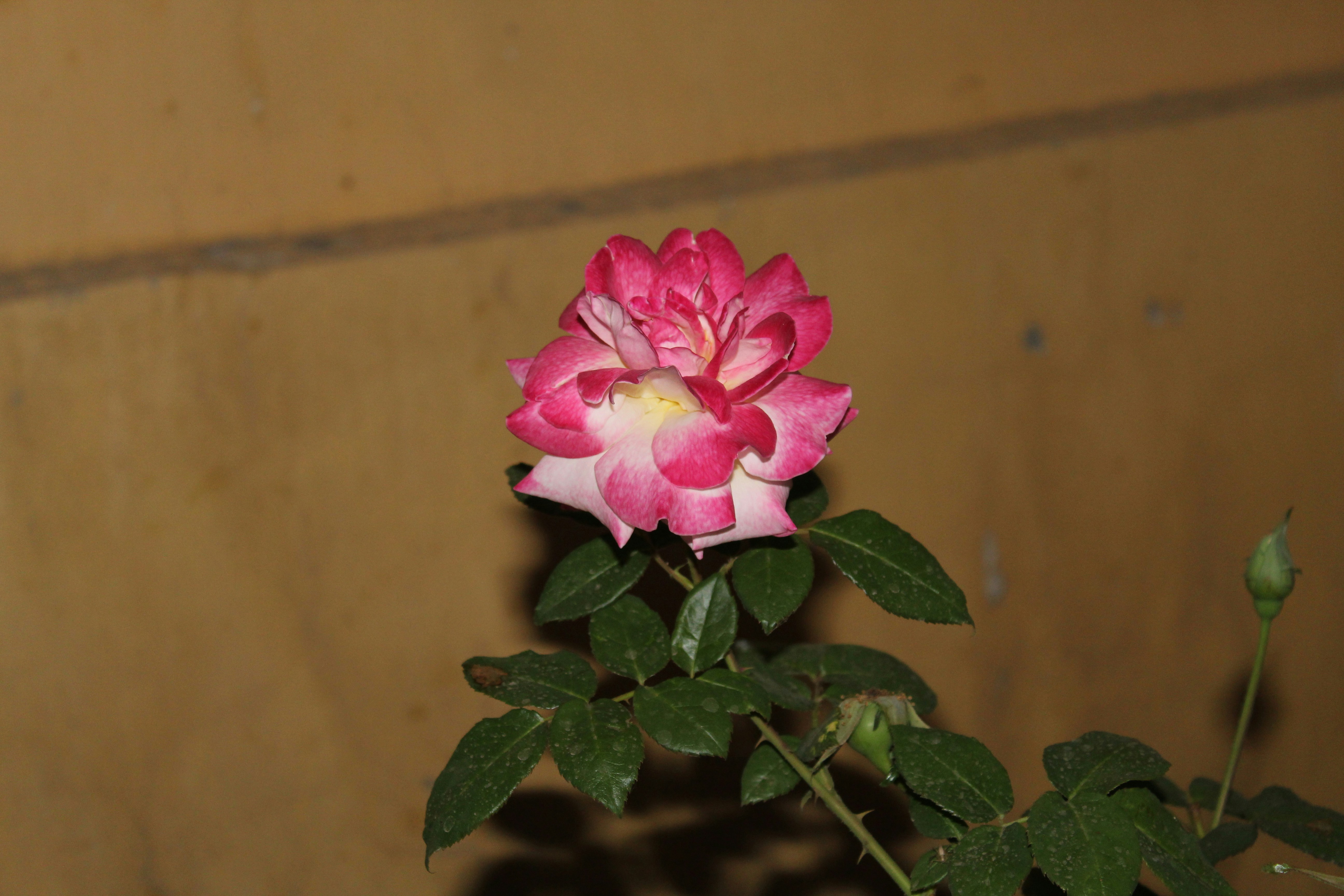 Evaluating Quality in Bulk THCA ‍Flower: Lab⁣ Tests, Terpenes and Potency Benchmarks