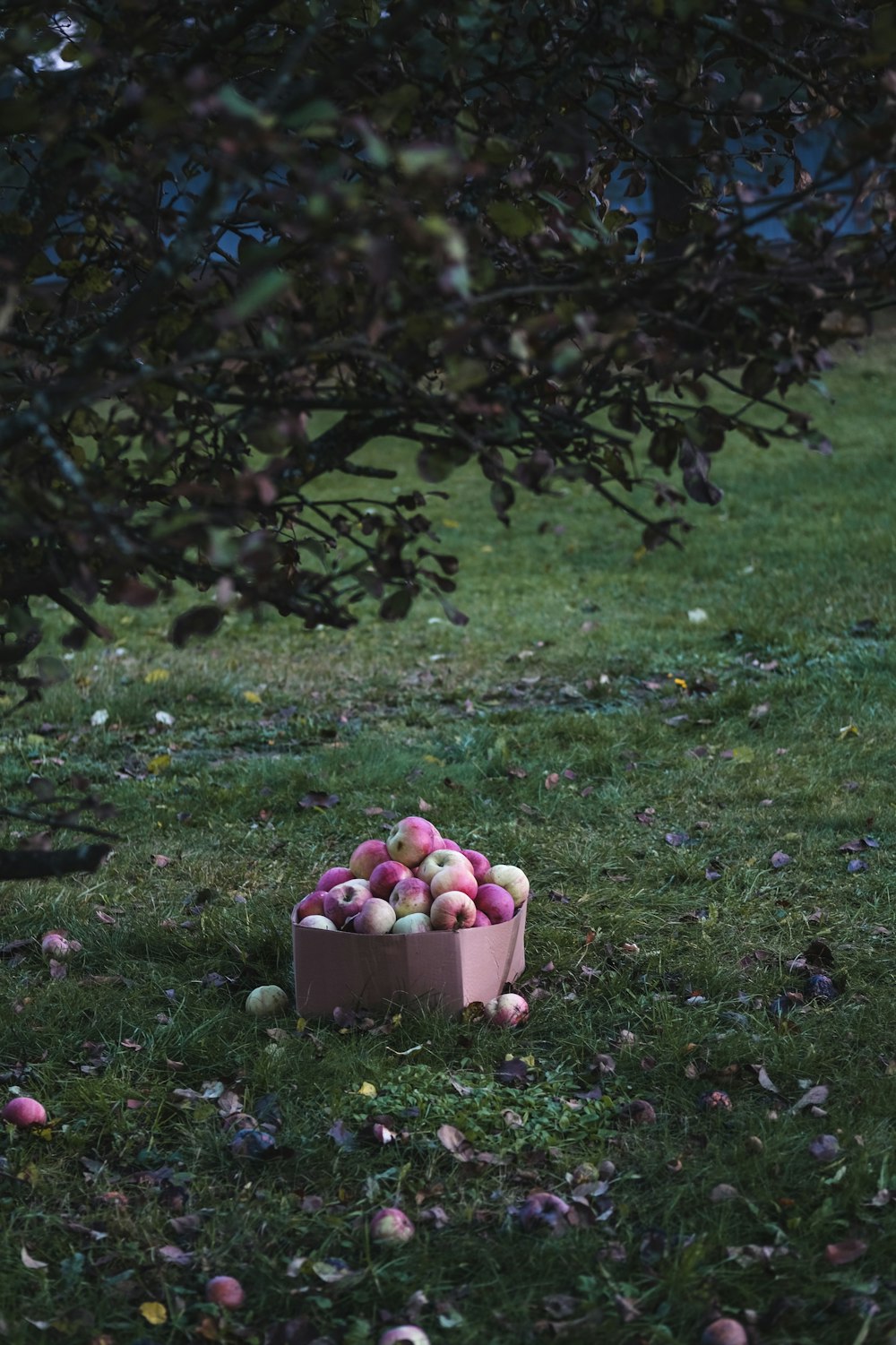a pink container filled with apples sitting on top of a lush green field